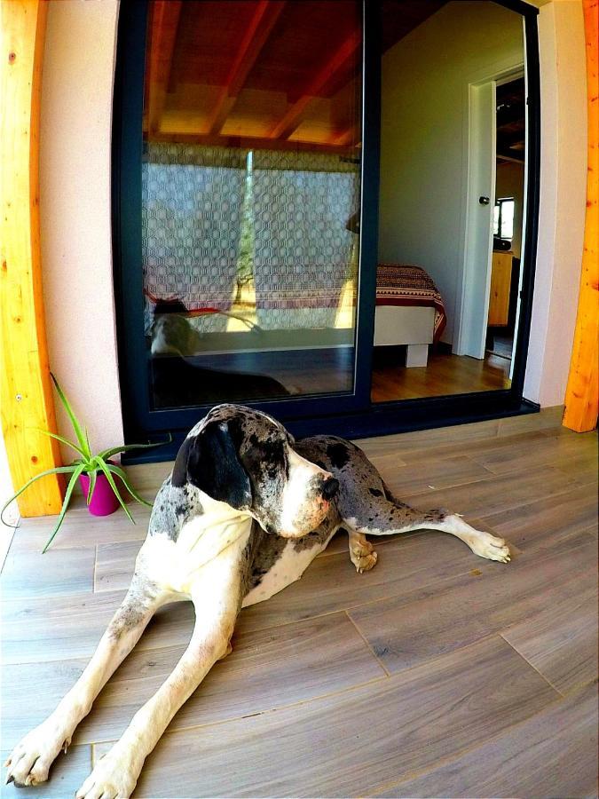 Nature Home Eco-Friendly Pet-Friendly Fažana Buitenkant foto
